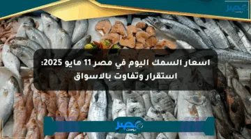 أسعار السمك اليوم في مصر 11 مايو 2025: استقرار وتفاوت بالأسواق